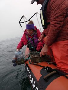 Members of the GEMM Lab team collect a gray whale fecal sample from their research vessel using two nets. 