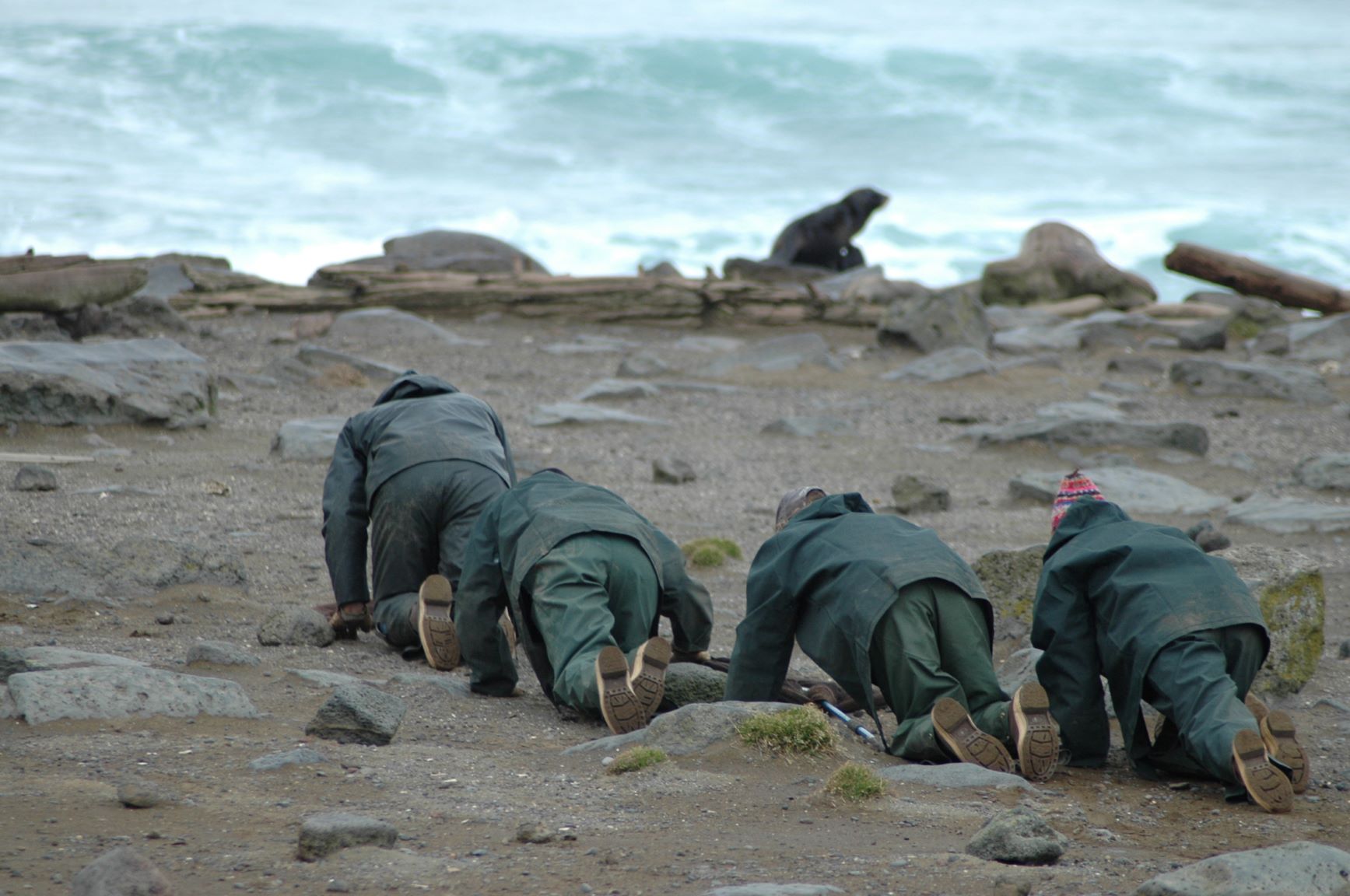 Researchers crawl on their hands and knees to a fur seal rookery on the Pribilof Islands.  Credit: Mary Ann Lea.