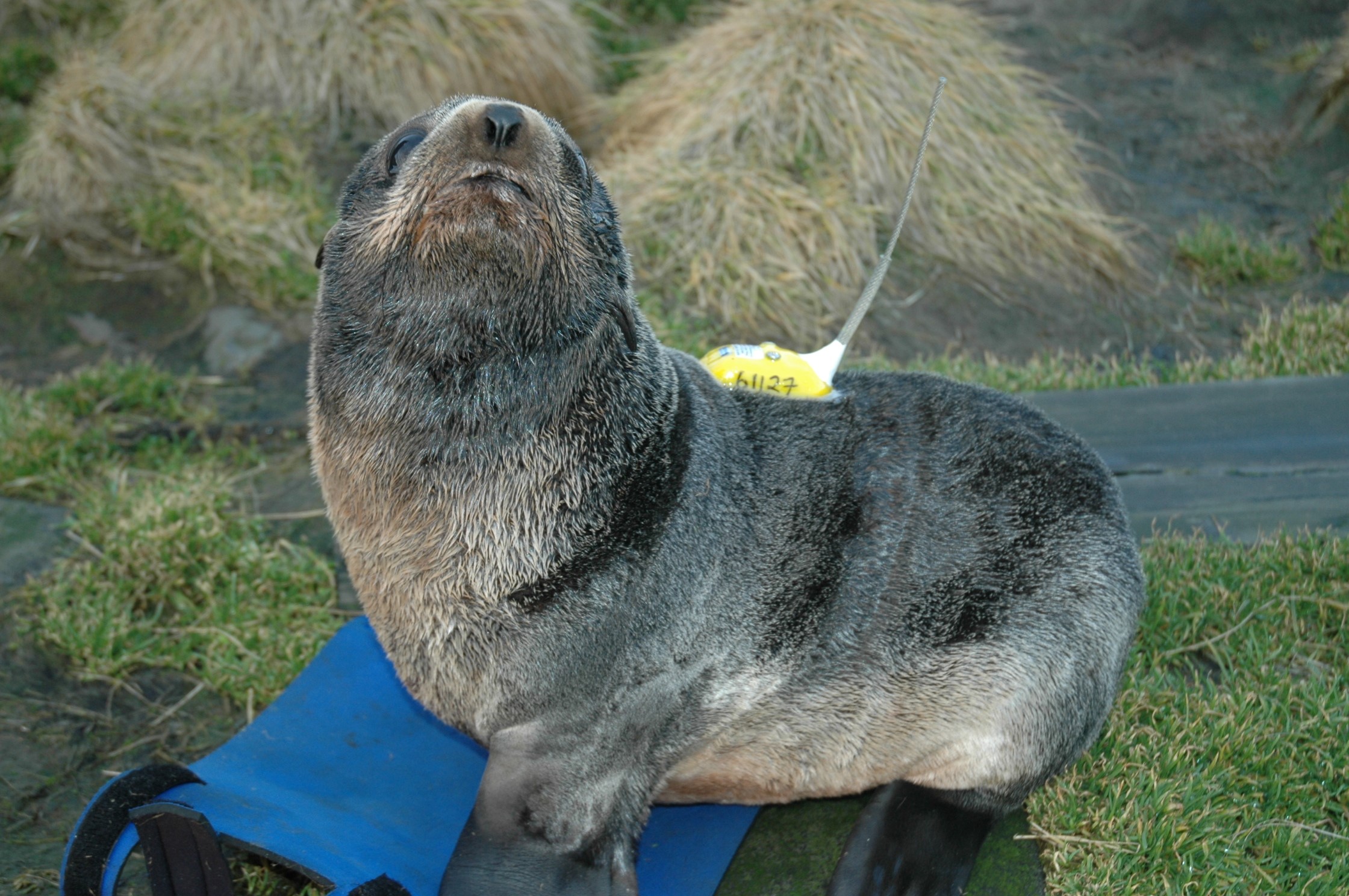 A northern fur seal pup equipped with a satellite tag to track its location. Credit: Mary Anne Lea.