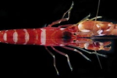 Snapping shrimp
